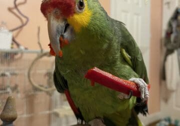 Chico – red lored amazon