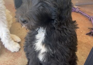 Male Sheepadoodle puppy