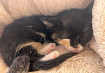 8 week old kittens 2 calico, 1 tuxedo, 1 black ,