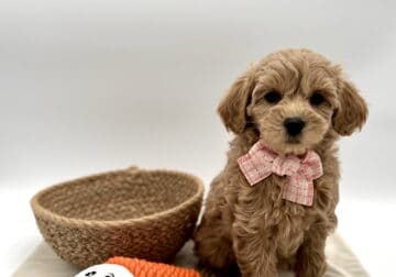 Micro Goldendoodle