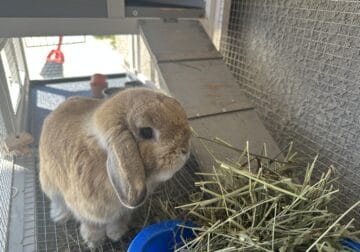 Young Male Purebred Holland Lop
