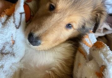 AKC registered rough collie puppies