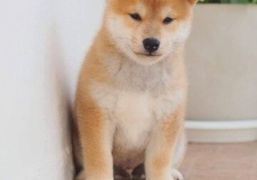 Teddy – male AKC Shiba Inu doggie for sale