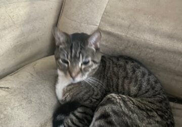 Loving Tabby lap cat needs new home