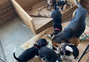 Beautiful Jackabee (Beagle Jack Russell) Puppies
