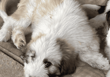 Old English sheepdog/pyrenees/anatolian puppies