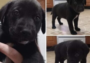 Doby/Shep/Dane Mix Puppies for Sale