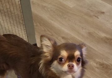 A Chihuahua Named Hazel