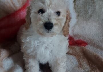 Poochons / Bichpoo puppies Available