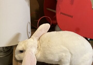 Plush Mini Lop White Bunny Male