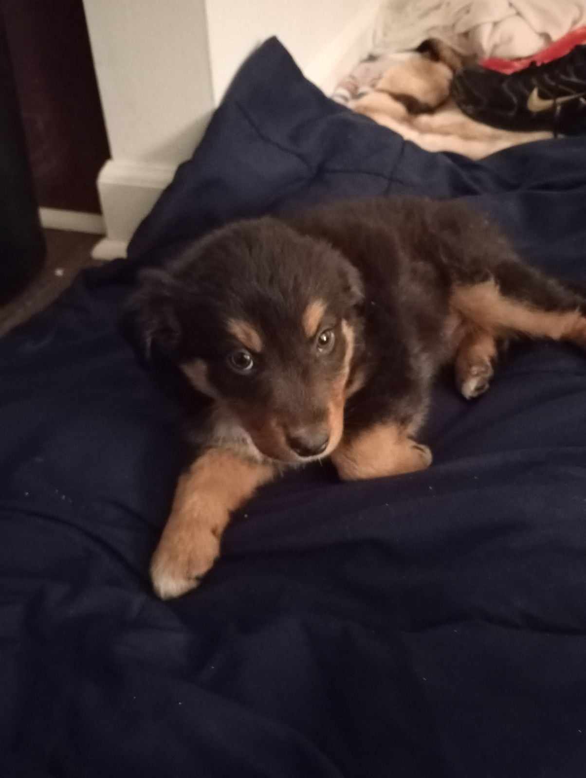 Australian Shepherd Puppies 