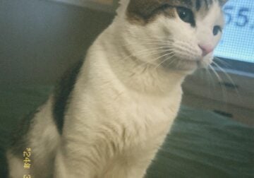 Male cat looking for loving home