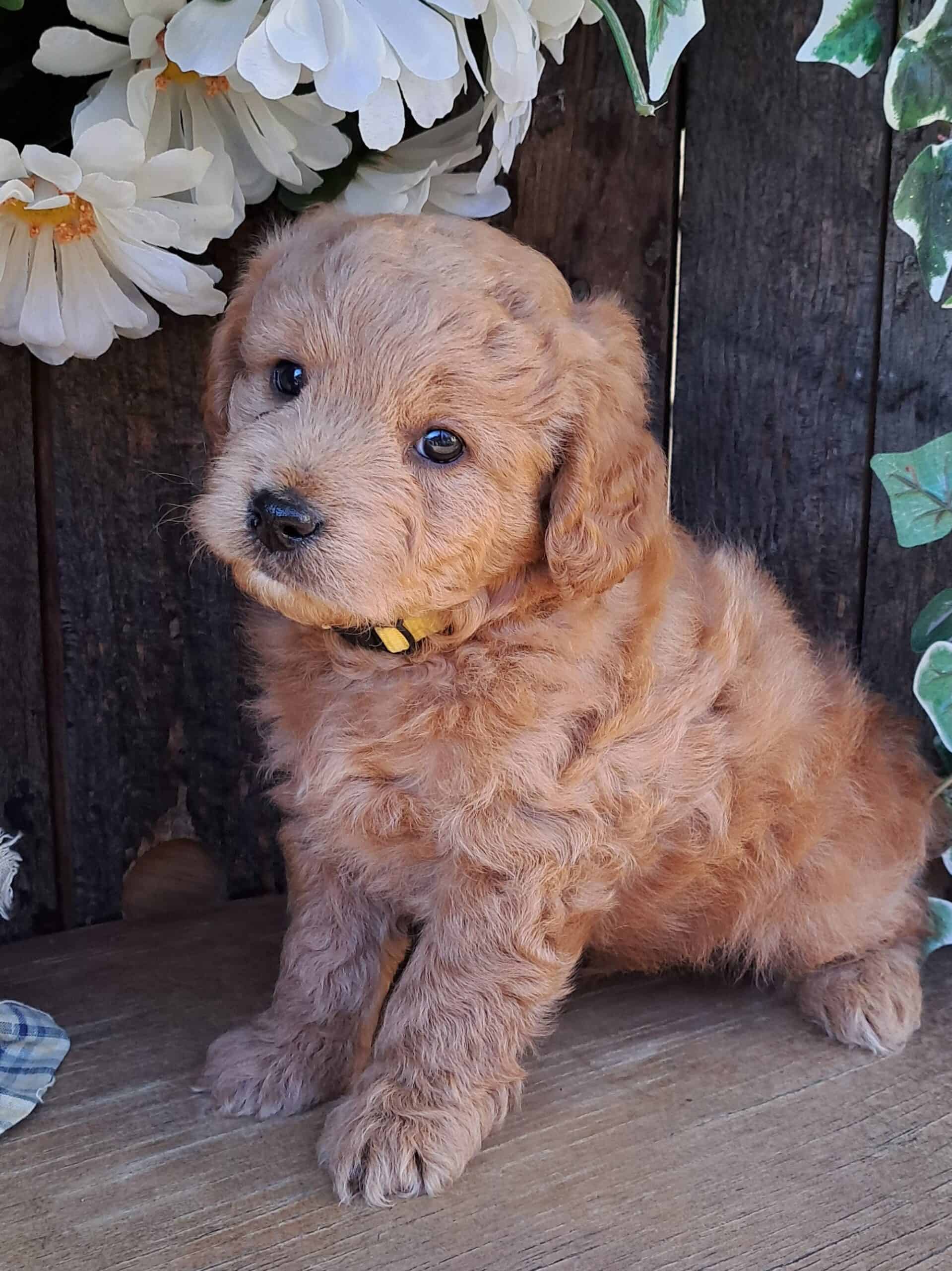 F1b Mini Goldendoodle puppies, ready NOW!