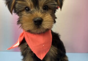 Charlie The Yorkie Puppy Is For Sale