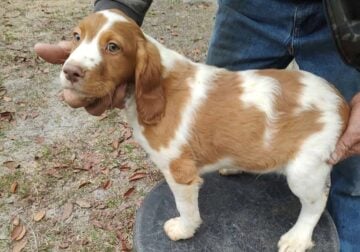 Male Brittany pup for sale
