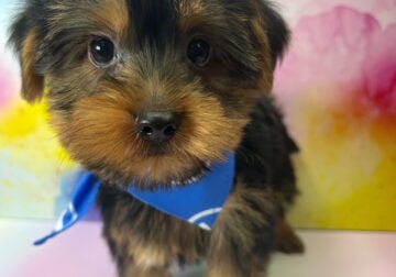 Adorable Yorkie Puppy