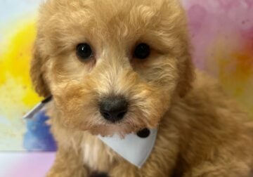 Bichpoo Puppy For Sale