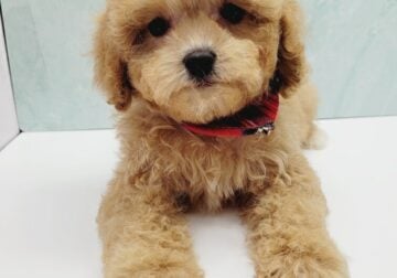 Beautiful Bichpoo Puppy For Sale