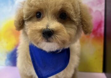 Jason our Bichpoo Puppy For Sale