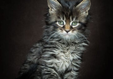 Looking for a male kitten Preferably Maine Coon