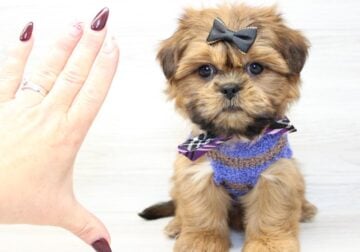 RARE Shih Tzu Puppy For Sale