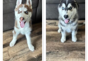 2 Siberian Puppies in Need of An owner