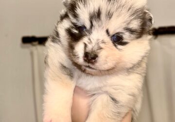 Mini and Toy Pomsky Puppies In Orange County