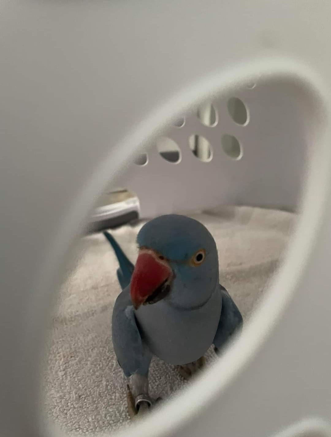 FOUND Blue Indian Ringneck Parrot PetClassifieds Com   143537 1000011138 