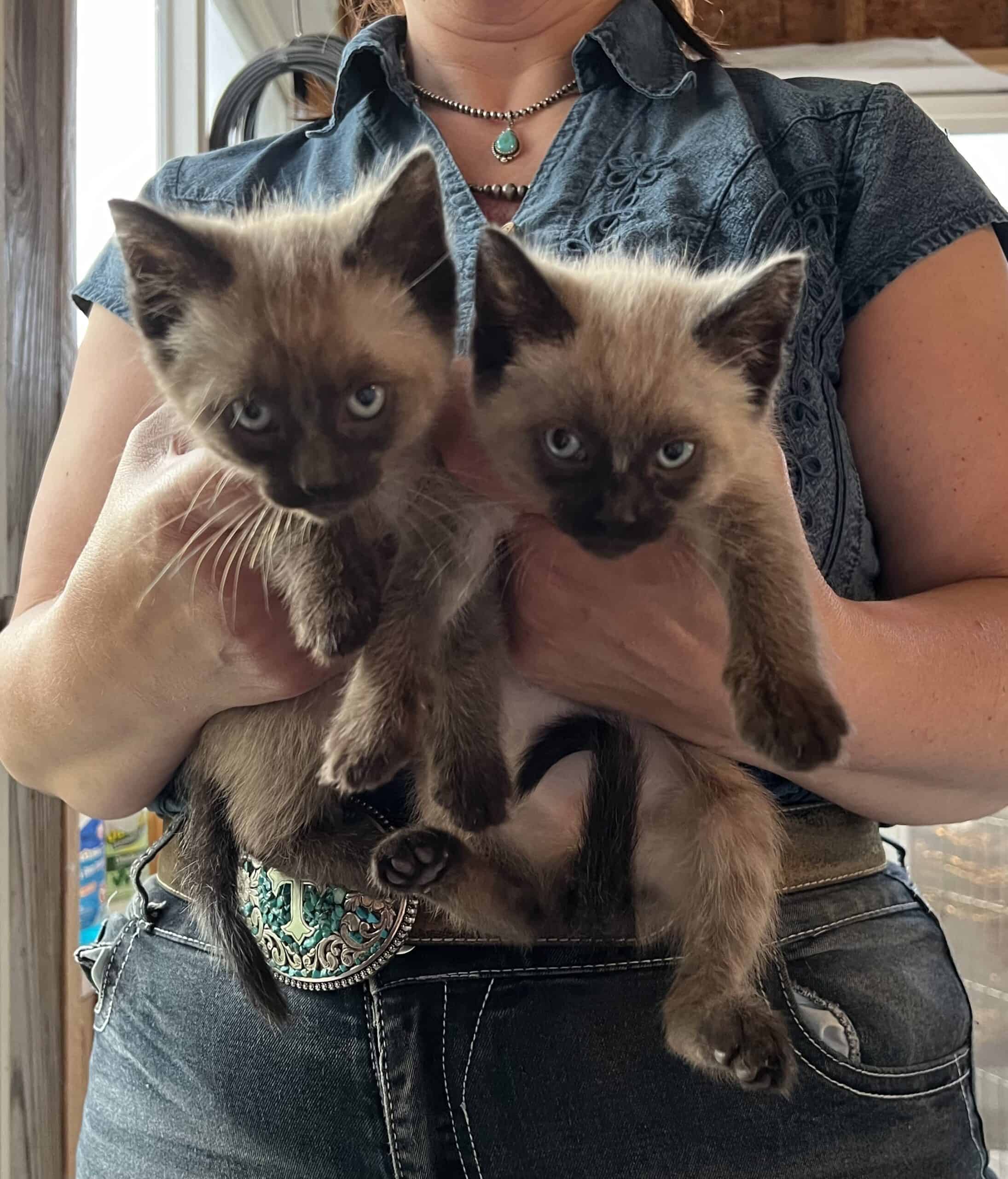 Seal Point and Lynx Point Siamese Kittens