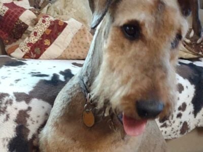 Airedale terrier puppies for sale