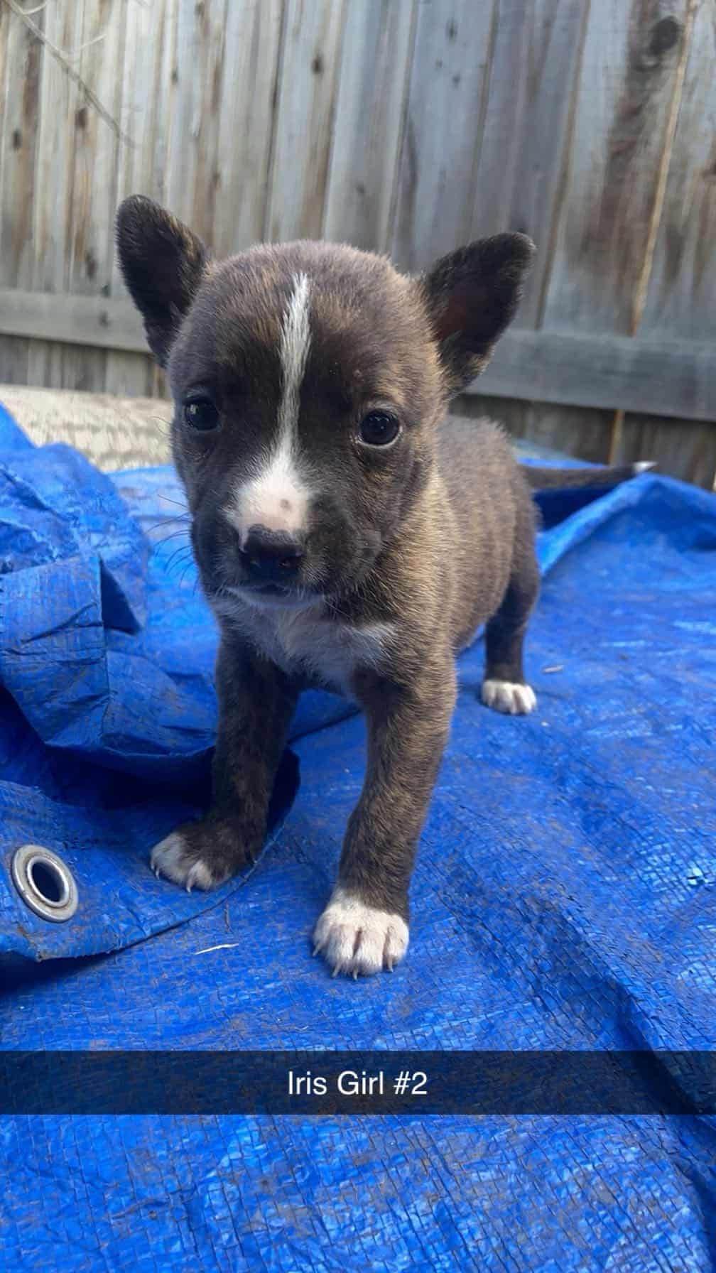 Xl bully pups mix in Hanford | PetClassifieds.com