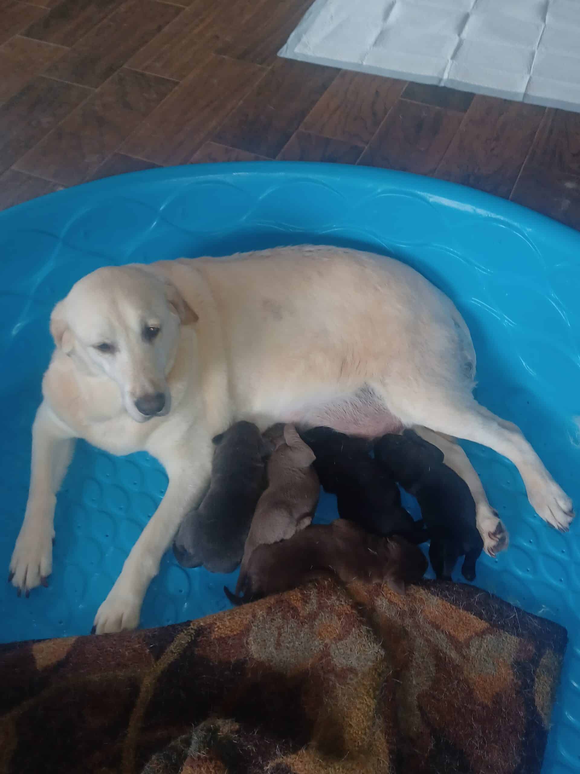 Labrador Retreiver puppies