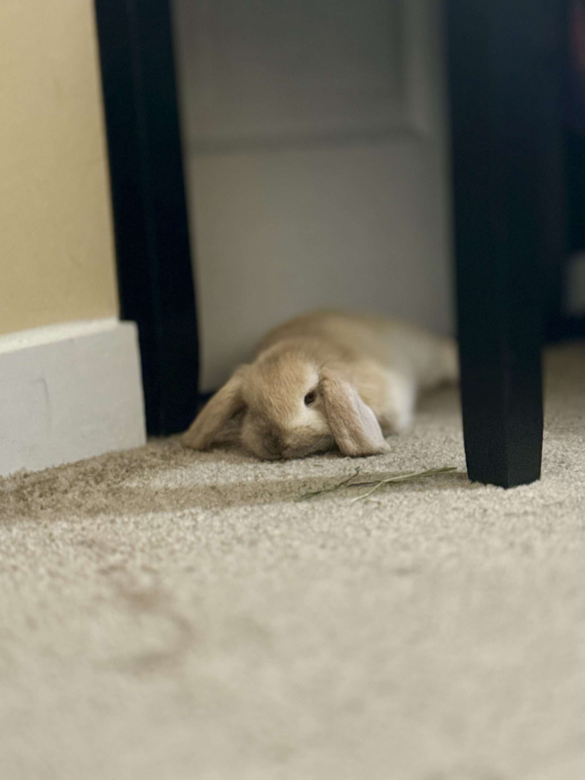 Litter box trained Male Holland Lop | PetClassifieds.com