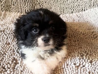 Rupert – Adorable Male ShiChi Puppy