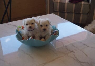 Cotonese Puppies