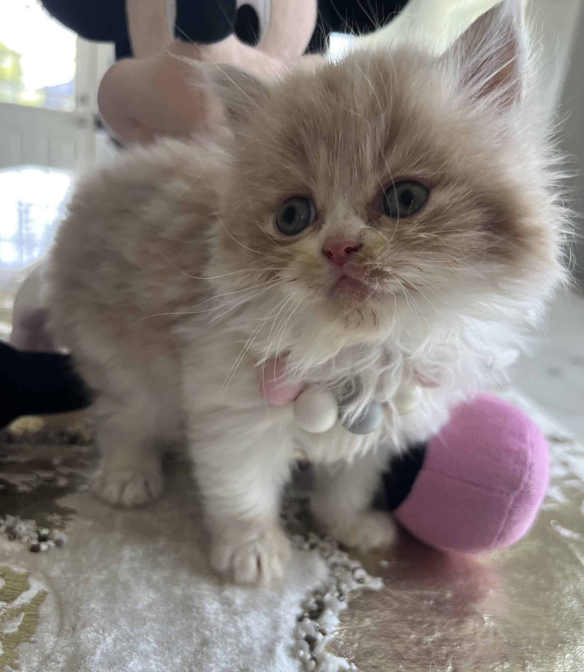 Cream and white male kitty | PetClassifieds.com