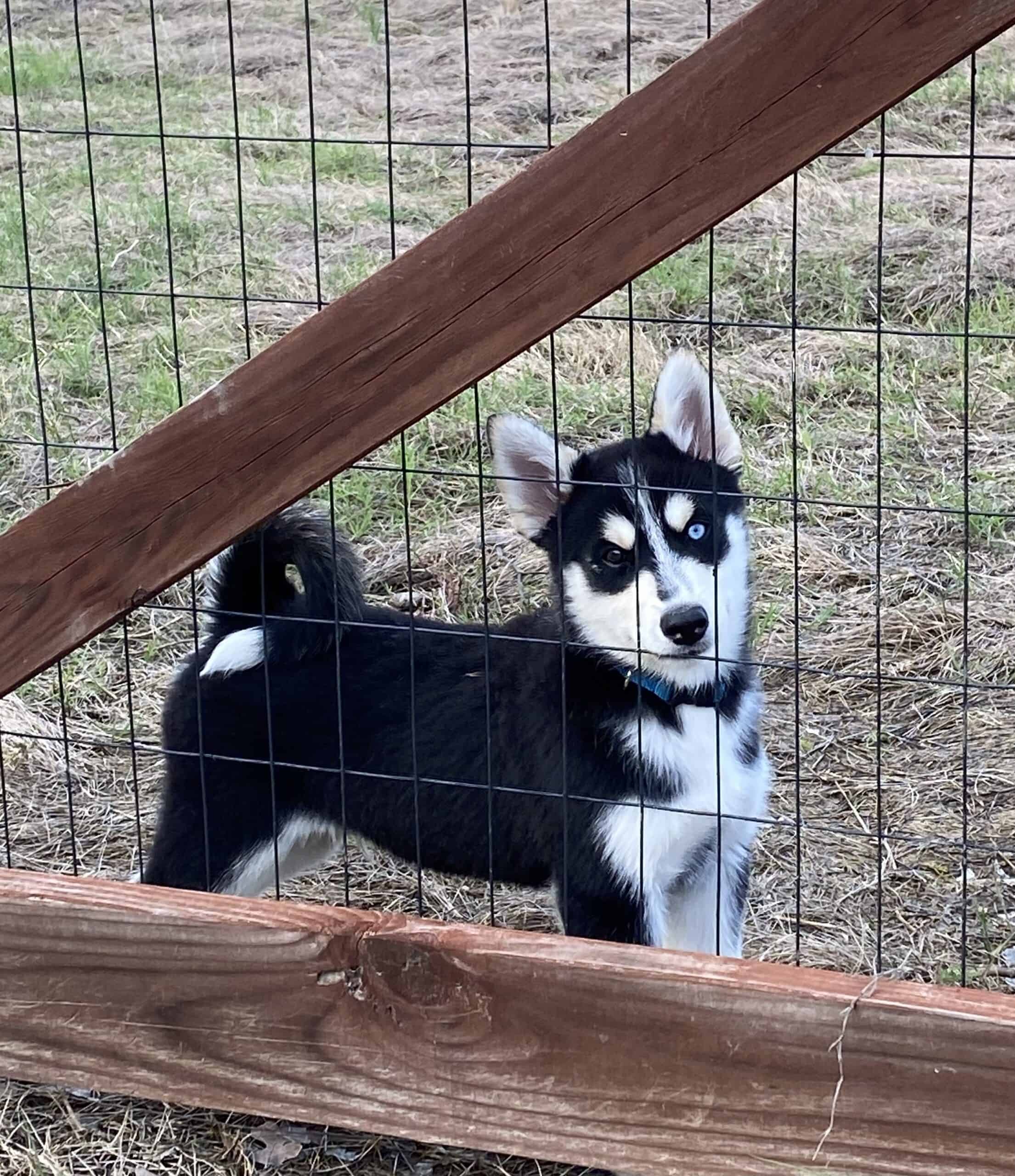 11 Week Old SAMUSKY Pups in Texas ♥️