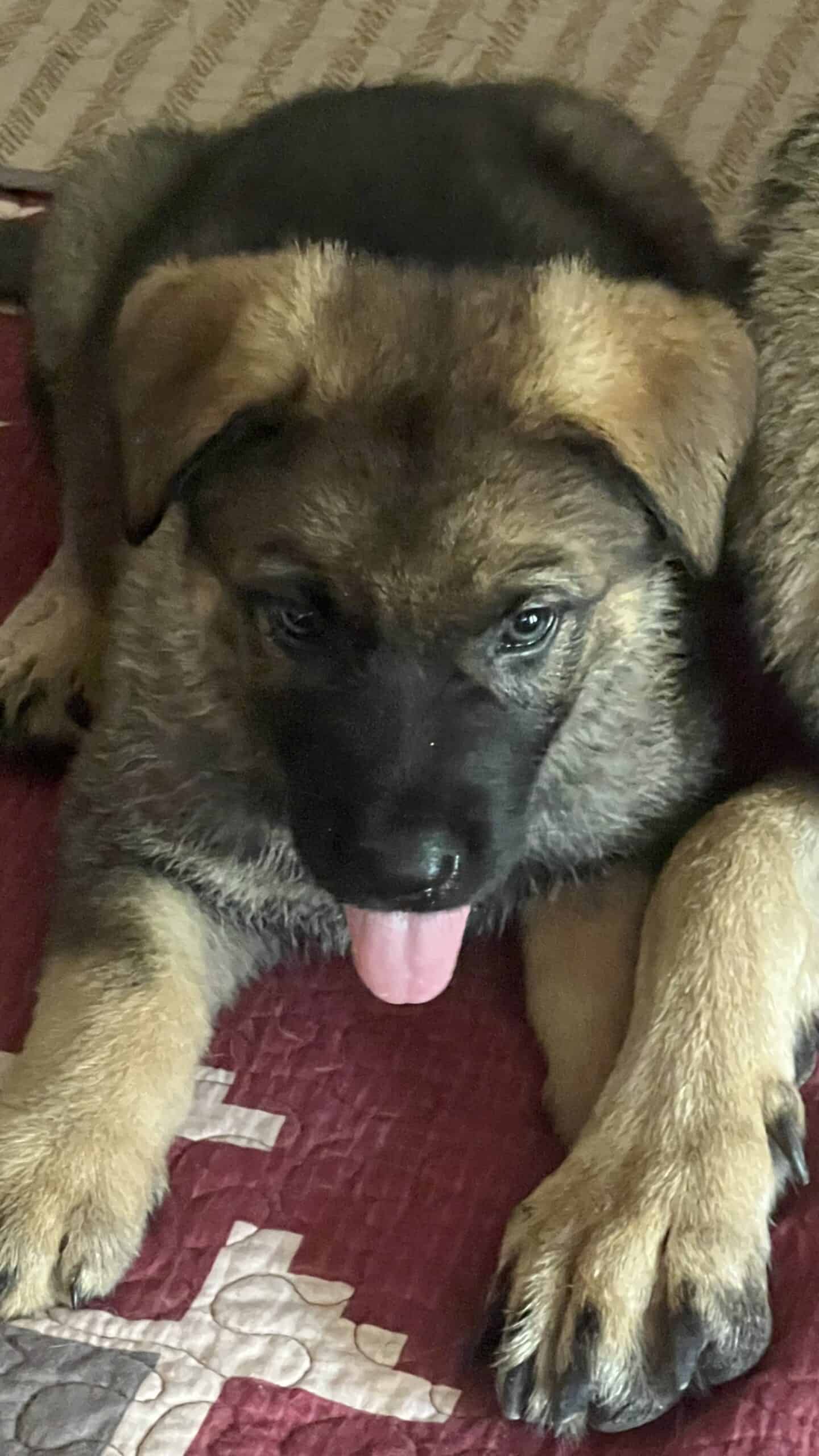 AKC Sable German Shepherd puppies | PetClassifieds.com