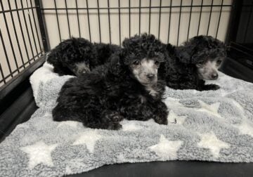 Tiny Toy Poodle Pups