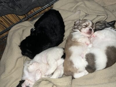Shih TZU mix puppies for sale