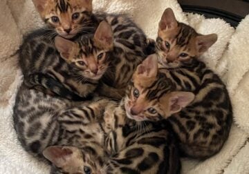 Bengal Kittens – Derry NH