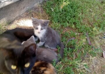 Kittens free four grey and white and ond calico