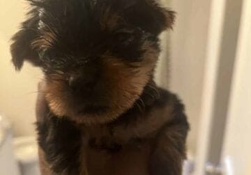 8 week old tea cup yorkie available for purchase