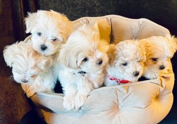 Poochon/Maltese puppies
