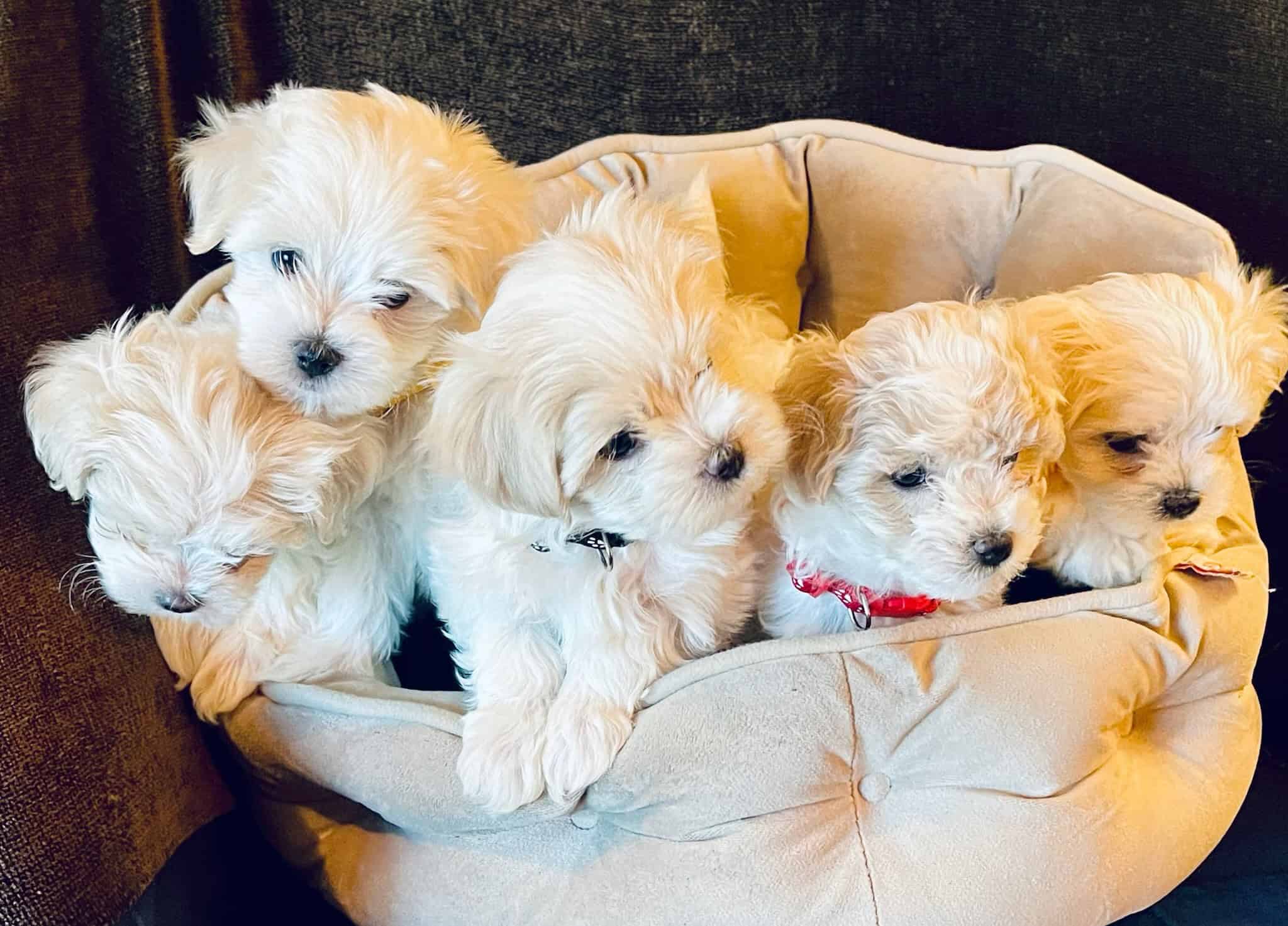 Poochon/Maltese puppies