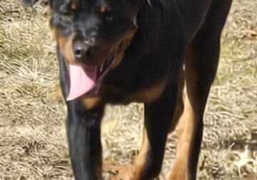 Handsome Rottweiler Puppy Available NOW!!!
