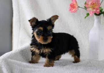 Adorable AKC Yorkshire Terrier Puppies