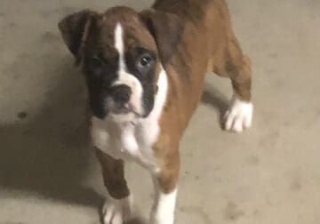 Re-homing Boxer Puppy