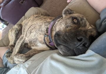 Loving blue nose brindle needs home before we move