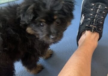 Sweet PomaPoo female for sale